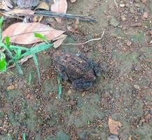 il rana sotto il albero o Casa rana ha il scientifico nome bufo melanostico schneider. foto