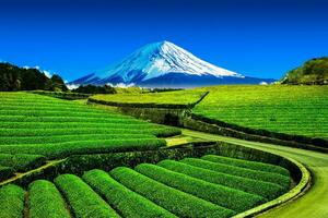 tè piantagione su il indietro prospiciente montare fuji con chiaro cielo nel shizuoka, obuchi sababa, Giappone foto