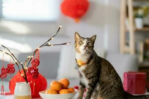 gatto preparare Cinese nuovo anno celebrazioni a casa. carino domestico capelli corti gatto mettendo tradizionale pendente per il Cinese lunare nuovo anno per bene fortuna. Cinese parola si intende benedizione foto