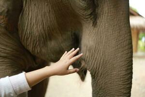 umano mano toccante asiatico elefante foto