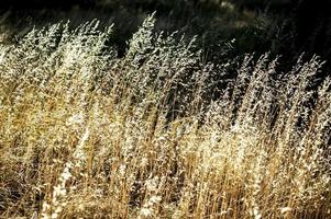 bellissimo sfondo calmante erba secca con motivo naturale senza soluzione di continuità foto