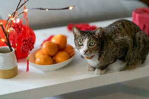 gatto preparare Cinese nuovo anno celebrazioni a casa. carino domestico capelli corti gatto mettendo tradizionale pendente per il Cinese lunare nuovo anno per bene fortuna. Cinese parola si intende benedizione foto