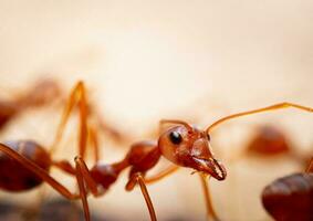 rosso formiche o oecophylla smaragdina di il famiglia formicidae trovato loro nidi nel natura di involucro loro nel le foglie. rosso formica viso macro animale o insetto vita foto