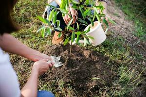 giovane uomo giardiniere, piantare albero nel giardino, giardinaggio e irrigazione impianti foto