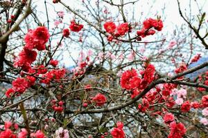 bellissimo ciliegia fiori. sakura fiori nel Giappone. viaggio primavera volta. foto