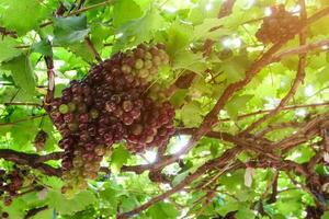 maturo uva sospeso su vigneti di uva alberi foto