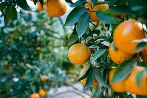 arancio in giardino foto