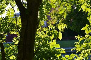 un' verde albero e il leggero di il ambientazione sole. estate paesaggio nel il città. foto