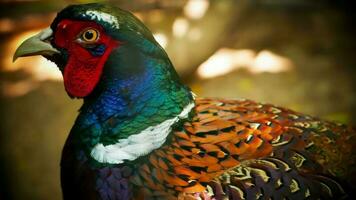 Comune fagiano phasianus colchius collo ad anello fagiano nel il giardino, prateria nel presto mattina, o anche conosciuto come fagiano pollo foto