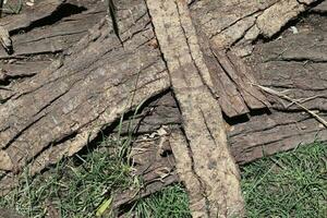 legna superfici mostrando tavole logs e di legno muri nel alto risoluzione. foto