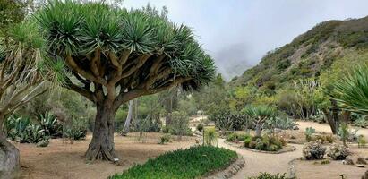 botanico giardino nel Messico foto