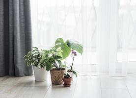 diverse piante da appartamento sul pavimento
