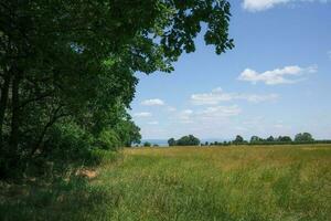 paesaggio con alberi e medow foto