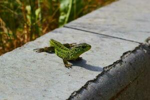 fotografia di verde lucertola contro calcestruzzo frenare. foto