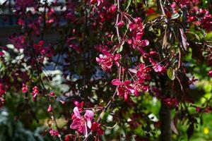 mandorla fioritura rosa albero. rami e fiori. foto