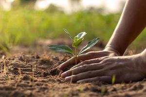 mani umane che piantano piantine o alberi nella giornata della terra del suolo e nella campagna di riscaldamento globale.