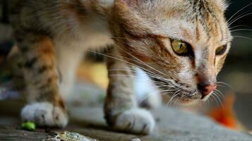 avvicinamento foto di gatto viso.