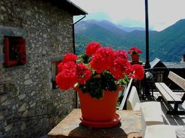 grazioso vaso di fiori rosso con fiori rossi foto