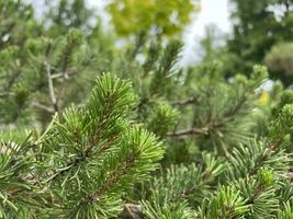 conifero albero avvicinamento. flora verde foto