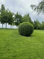 il giro cespuglio e erba. un' parco foto