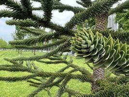 cileno araucaria. conifero ornamentale albero foto