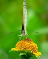 bellissimo fioritura fiore foto