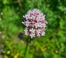 bellissimo fioritura fiore foto