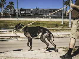 un bel cane che si prepara per una gara. foto