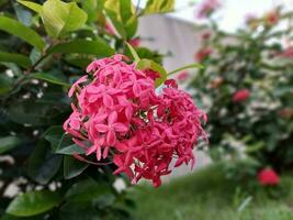 bellissimo fioritura fiore foto