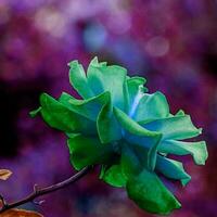 bellissimo fioritura fiore nel il giardino foto