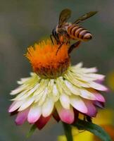 fioritura fiore nel giardino foto