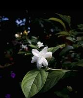 fioritura fiore nel natura foto