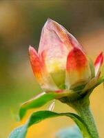 fioritura fiore nel giardino foto