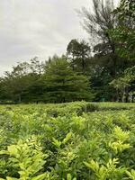 taman tasik titiwangsa nel Malaysia foto