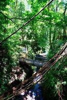 un' ponte nel Paradiso foto