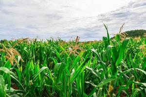 campo di mais verde nell'orto agricolo