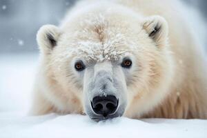 museruola di un' bianca polare orso avvicinamento, ritratto. ai generato foto