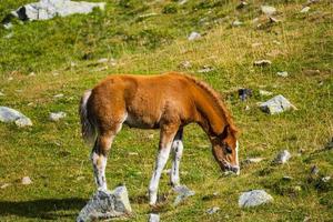 cavalli in montagna foto