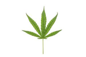 foglie di cannabis verde isolate su sfondo bianco. concetto di coltivazione di cannabis e foglie di cannabis medica. foto