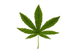 foglie di cannabis verde isolate su sfondo bianco. concetto di coltivazione di cannabis e foglie di cannabis medica.colpo di messa a fuoco morbida. foto