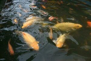 bellissimo koi pesce nel stagno nel il giardino foto