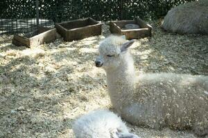 un' lama nel un' contatto zoo, vivere nel cattività, un' nazionale parco, un' bianca lama, un alpaca o un' lama nel un' penna, un' lama su un' bestiame azienda agricola foto