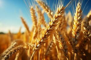 dell'agricoltura generosità su Schermo, un' vasto d'oro cereale campo con Grano orecchie ai generato foto