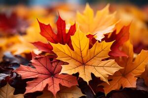 il incantevole danza di giallo e rosso acero le foglie nel un autunno ambientazione ai generato foto