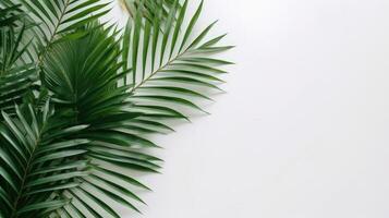 tropicale le foglie palma su bianca sfondo generato ai foto
