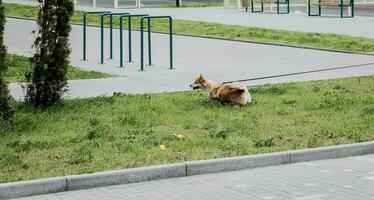 un' agile corgi cane passeggiate su un' guinzaglio foto