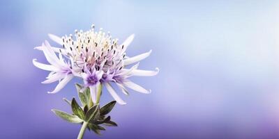 bellezza viola fiore, giardino decorazione, copia spazio sfocato sfondo, ai generato foto