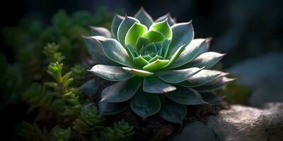 cactus pianta succulento sfocato foto, copia spazio sfondo, ai generato foto