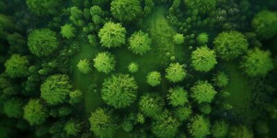 verde pino foresta sfocato sfondo, ai generato foto