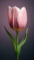 rosa tulipano Tulipa fiore sfondo sfondo. ai generato foto